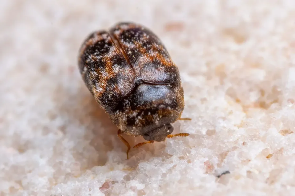 Carpet Beetle — Pest Control Carpet Beetle — Pest Control
