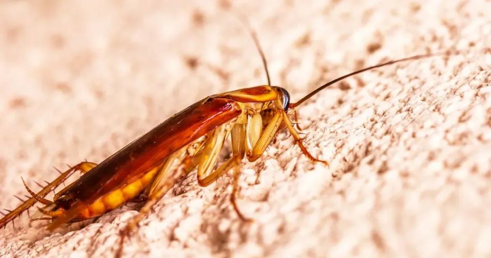 Cockroach — Pest Control